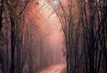 先划重点：今年快递“不打烊”是主流，但“部分停发”是常态